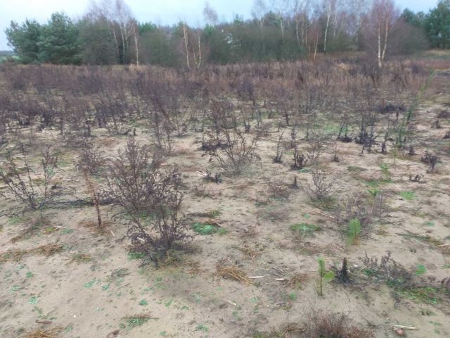 Działka budowlana Czersk. Zdjęcie 1