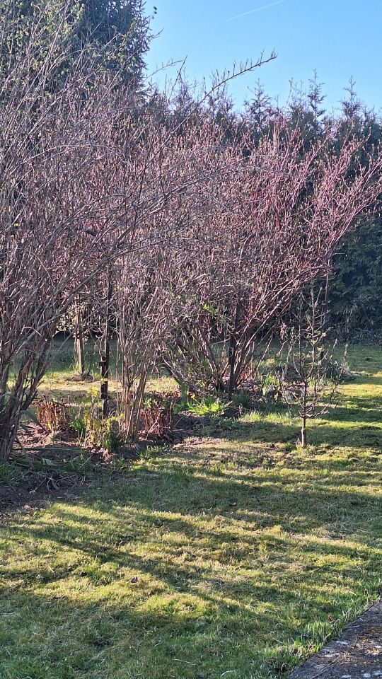 Działka rod Koszalin Północ, ul. Aleja Europejska. Zdjęcie 8