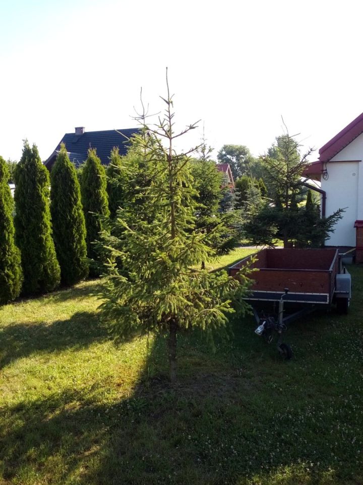 dom wolnostojący, 4 pokoje Licheń Stary, Graniczna. Zdjęcie 6