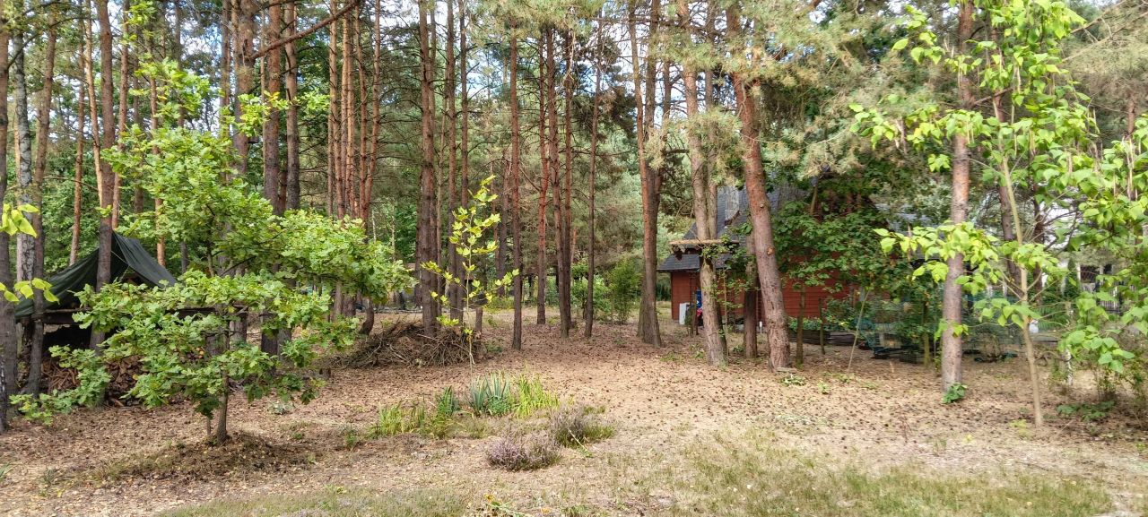 Działka leśna Tyborów. Zdjęcie 3