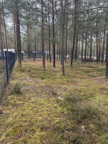 Działka leśna Borsk. Zdjęcie 1