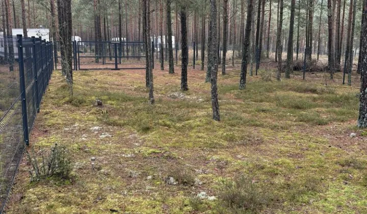 Działka leśna Borsk