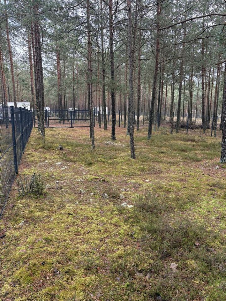 Działka leśna Borsk