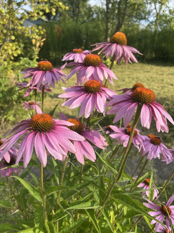 Działka rod Zamość, ul. Czesława Miłosza. Zdjęcie 2