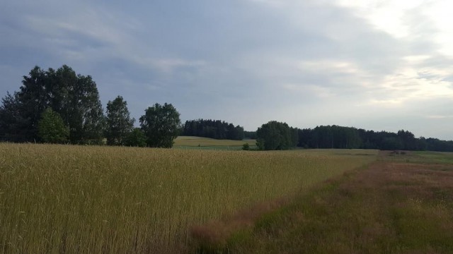 Działka rolno-budowlana Księża Wola. Zdjęcie 1