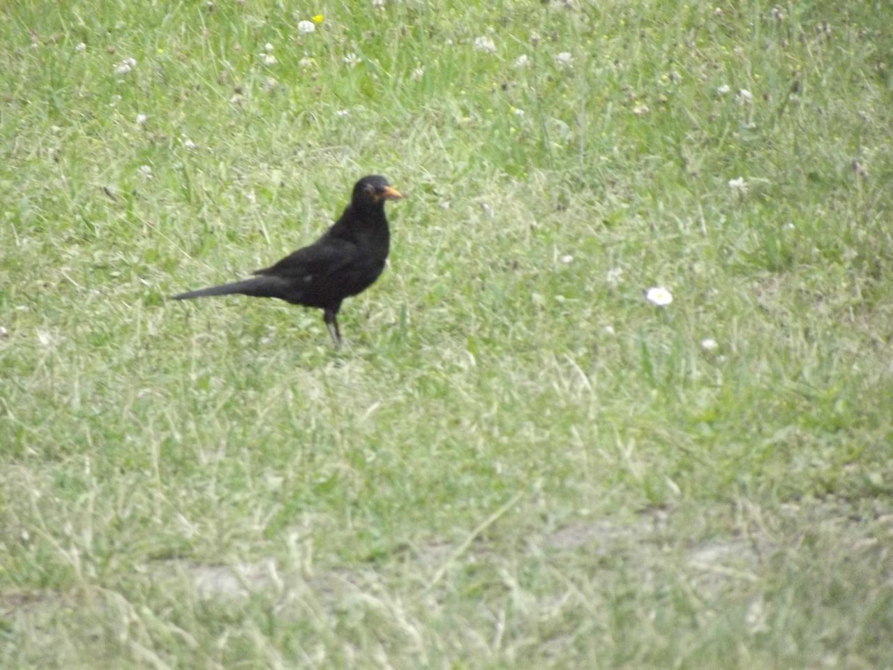 Działka rolno-budowlana Błotnik. Zdjęcie 3