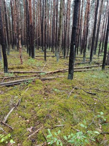 Działka leśna Żerniki. Zdjęcie 1