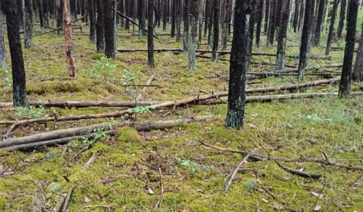 Działka leśna Żerniki