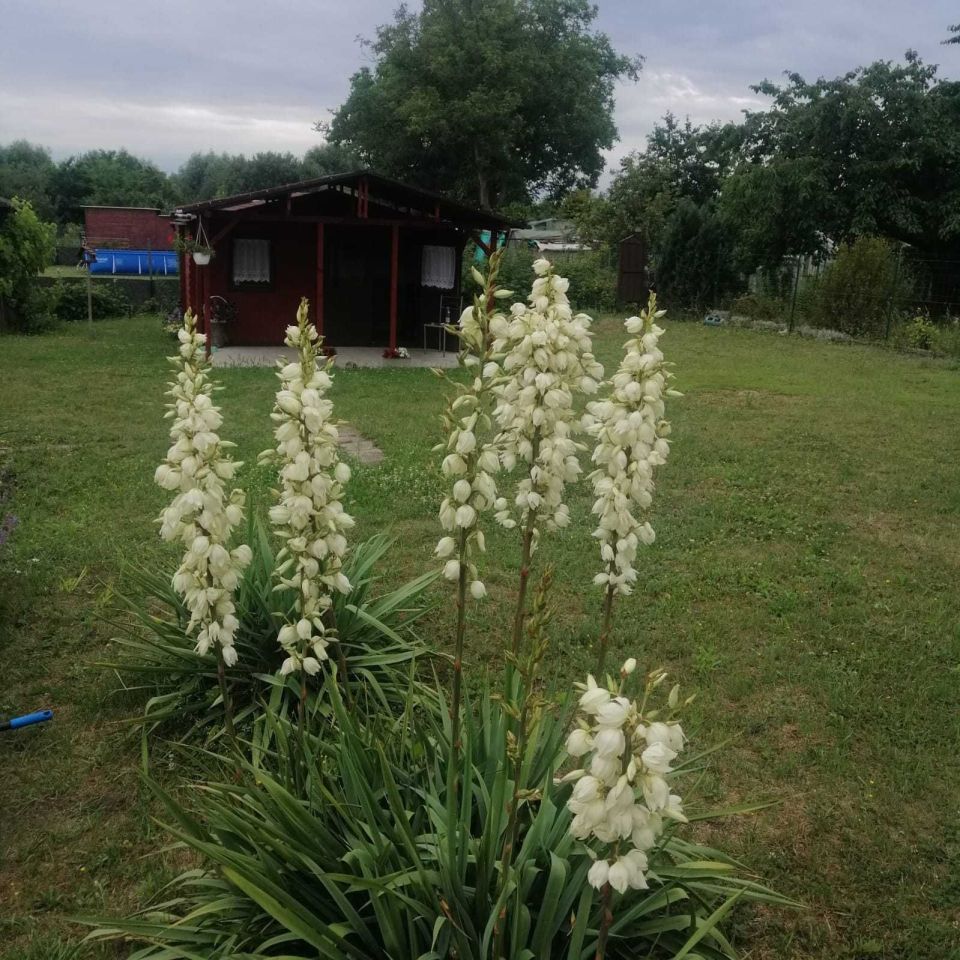 Działka rod Świebodzin, ul. Partyzancka. Zdjęcie 6