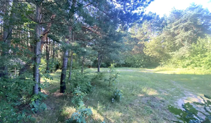 Działka leśna Kamianka