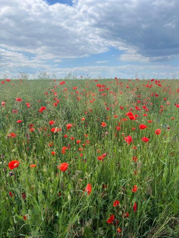 Działka rekreacyjna Wylatkowo, Wylatkowo. Zdjęcie 10