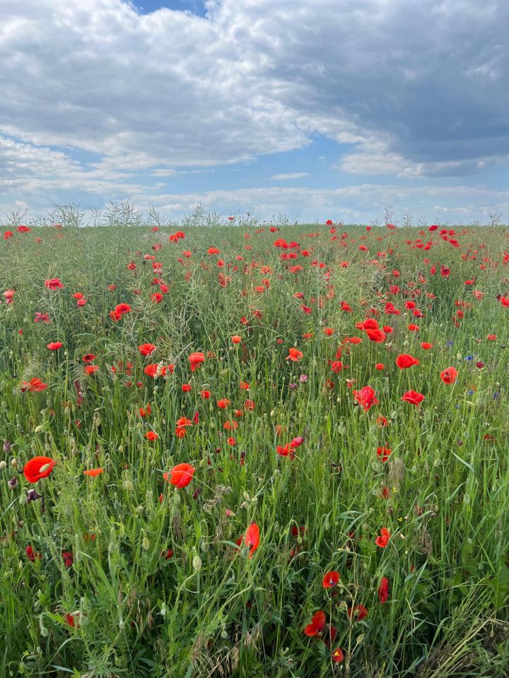 Działka rekreacyjna Wylatkowo, Wylatkowo. Zdjęcie 10