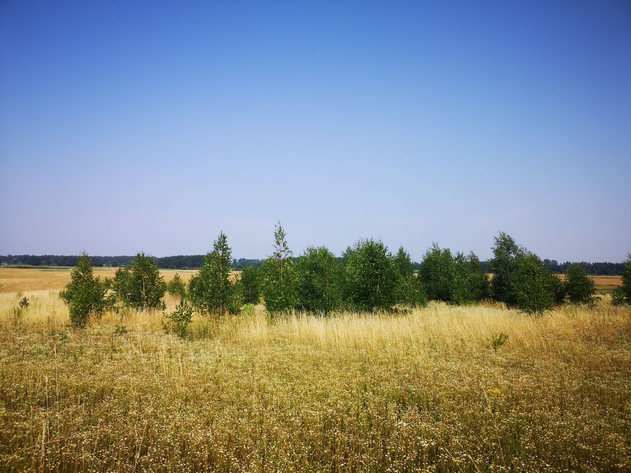 Działka rolna Kleszczewo. Zdjęcie 7