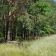 Działka leśna Rogoźnica. Zdjęcie 4