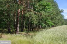 Działka leśna Rogoźnica. Zdjęcie 3