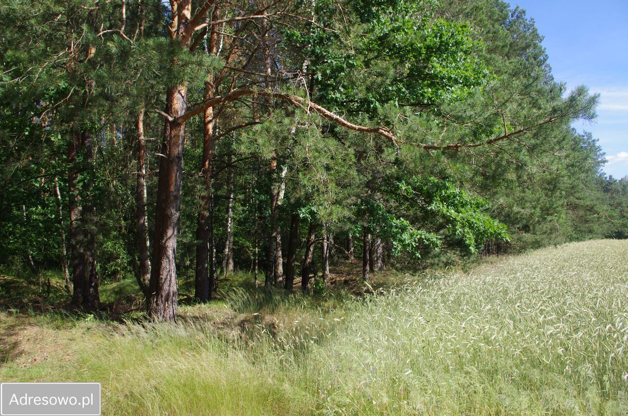 Działka leśna Rogoźnica. Zdjęcie 4