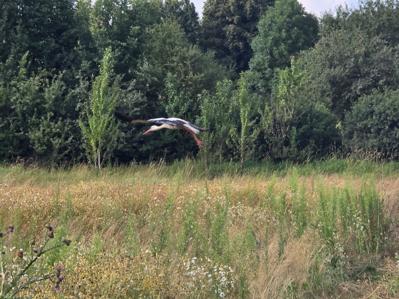 Działka budowlana Jedlanka Stara. Zdjęcie 6
