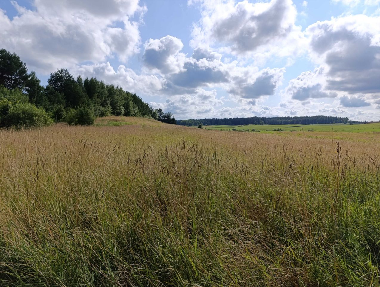 Działka rolna Zerbuń. Zdjęcie 4