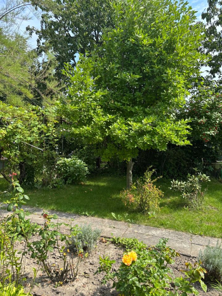 Działka rod Jędrzejów. Zdjęcie 5