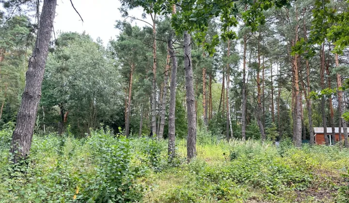 Działka leśna Krupia Wólka, ul. Główna