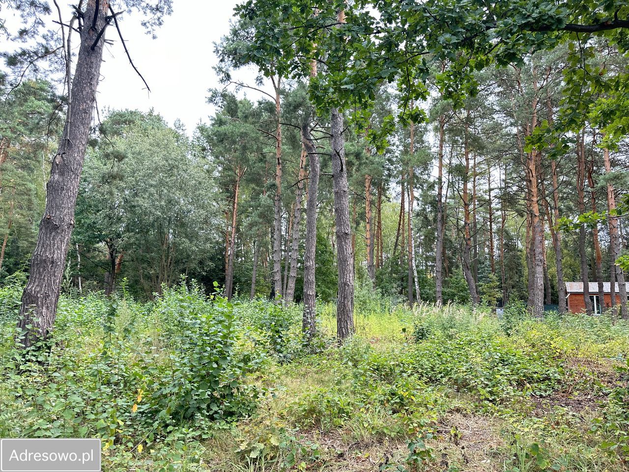 Działka rolno-budowlana Krupia Wólka, ul. Główna. Zdjęcie 2