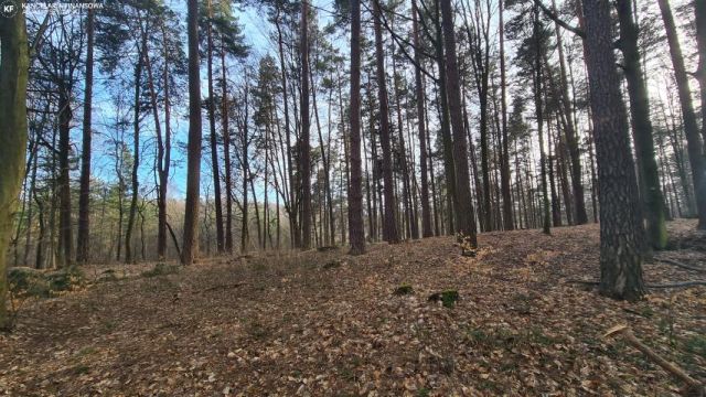 Działka leśna Bondyrz. Zdjęcie 7