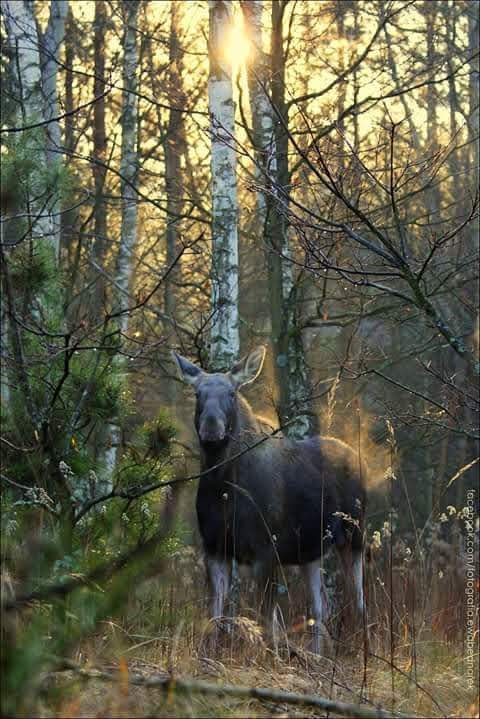 Działka rekreacyjna Adamówek, ul. Pańska. Zdjęcie 23