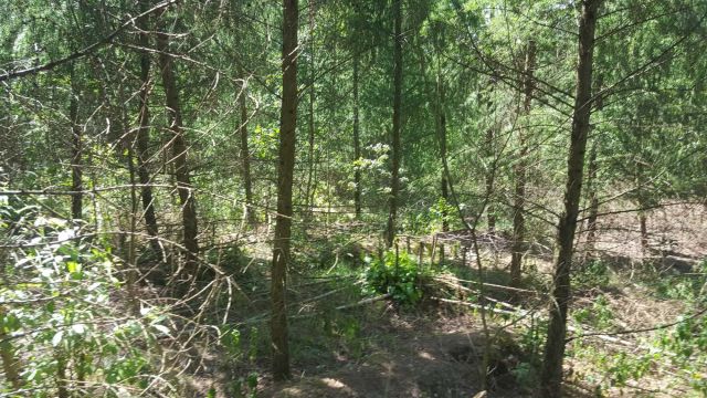 Działka leśna Lubomyśl. Zdjęcie 1