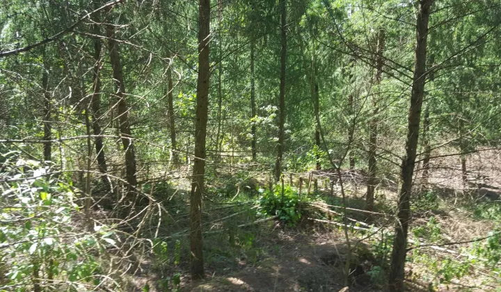 Działka leśna Lubomyśl