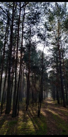 Działka leśna Podbale. Zdjęcie 1