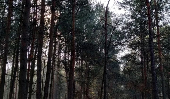 Działka leśna Podbale