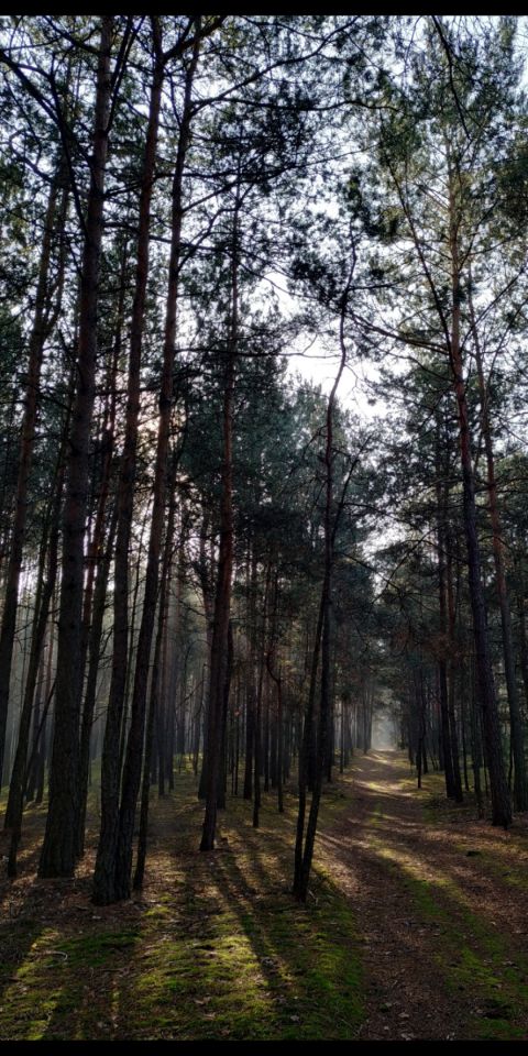 Działka leśna Podbale. Zdjęcie 4