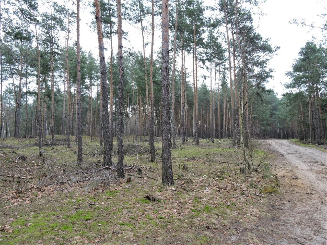 Działka rolna Budziska, ul. Ptasia. Zdjęcie 2