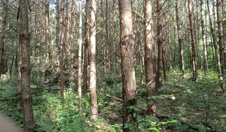 Działka Drohobyczka