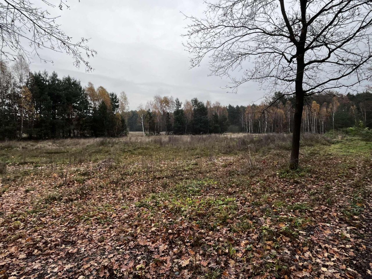 Działka rolno-budowlana Dąbrowiec. Zdjęcie 8