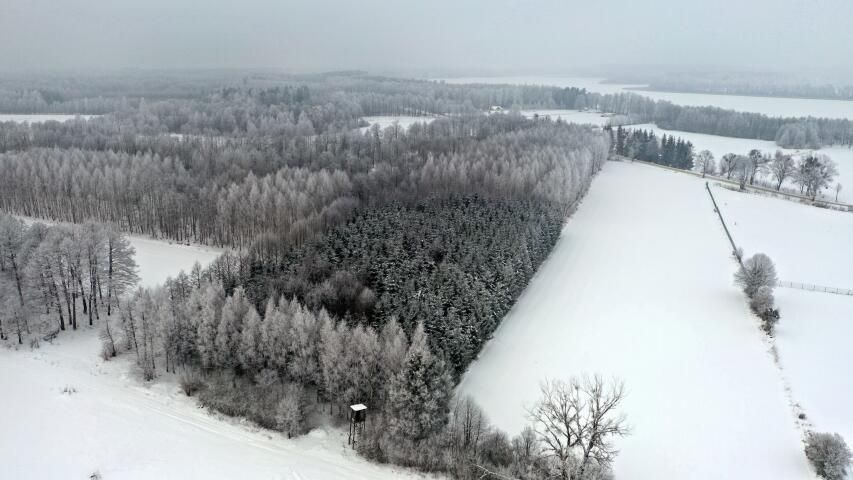 Działka leśna Harsz. Zdjęcie 12