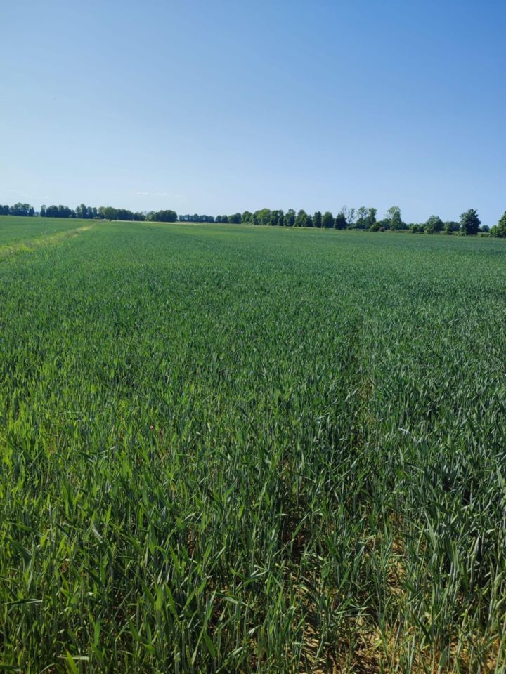 Działka rolna Leszkowy. Zdjęcie 4