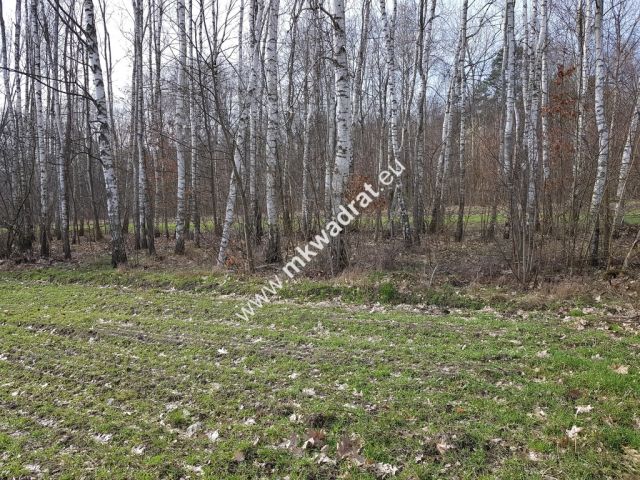 Działka leśna Borszyce. Zdjęcie 2