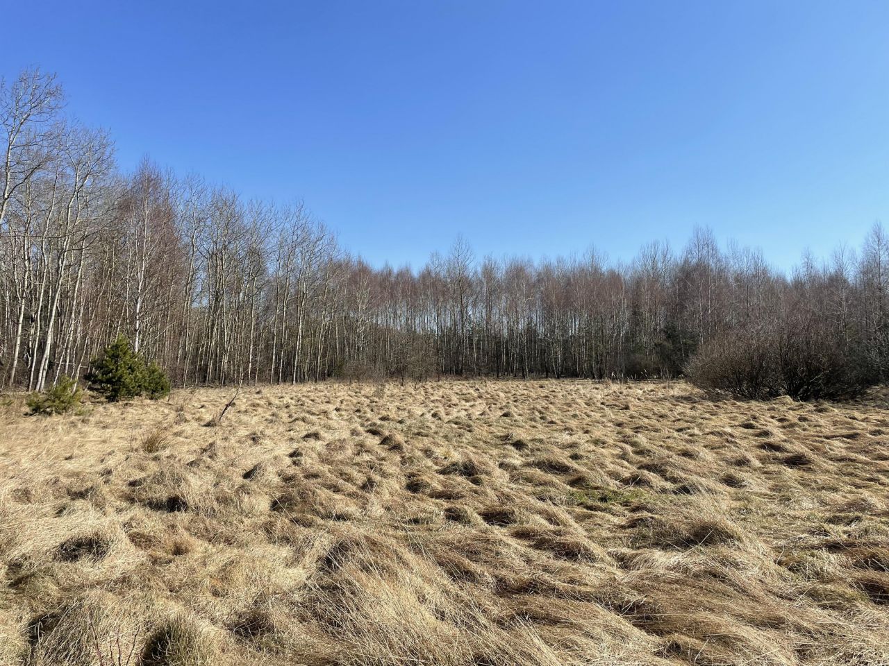 Działka rolna Zalesna. Zdjęcie 9