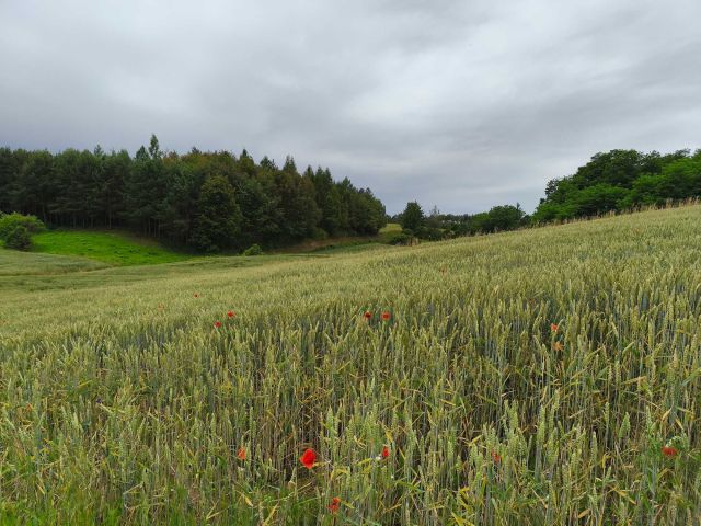 Działka budowlana Jakubowice Konińskie-Kolonia, ul. Kalinowa. Zdjęcie 1