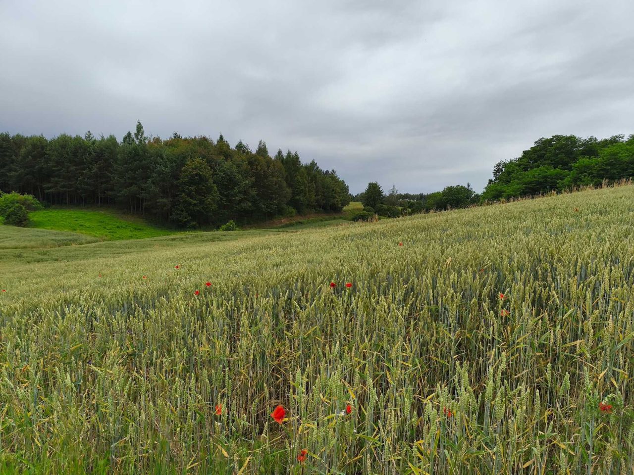 Działka budowlana Jakubowice Konińskie-Kolonia, ul. Kalinowa