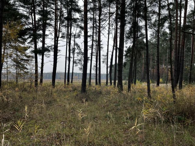 Działka rolno-budowlana Dąbrowiec. Zdjęcie 1