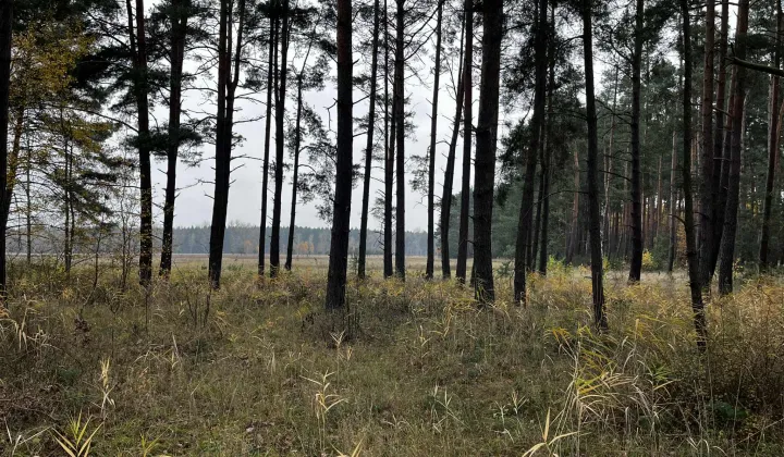 Działka rolno-budowlana Dąbrowiec