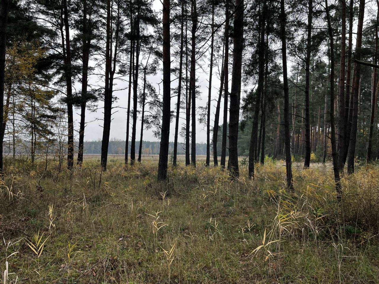 Działka rolno-budowlana Dąbrowiec. Zdjęcie 1