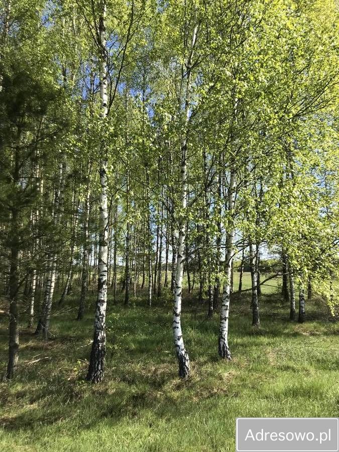 Działka leśna Werpol. Zdjęcie 11