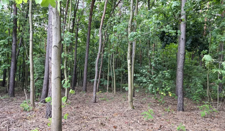 Działka leśna Otwock Świder, ul. Józefa Ignacego Kraszewskiego