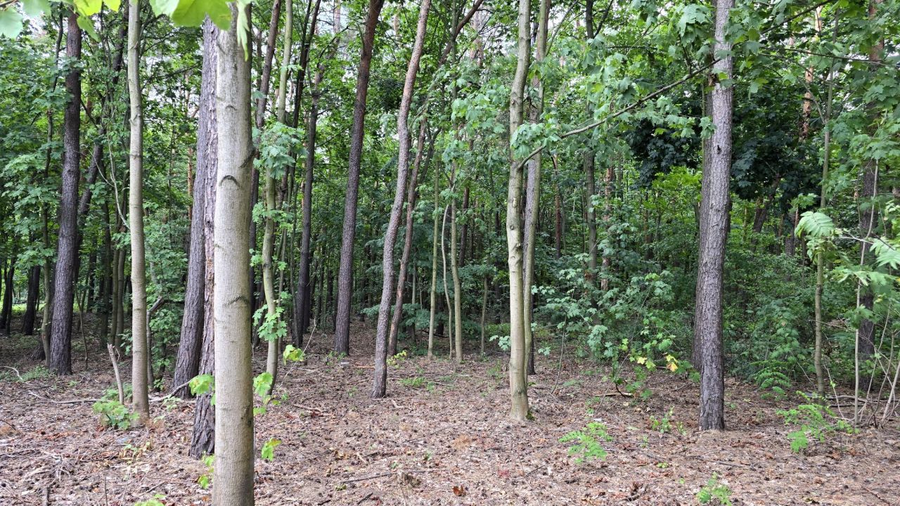 Działka leśna Otwock Świder, ul. Józefa Ignacego Kraszewskiego