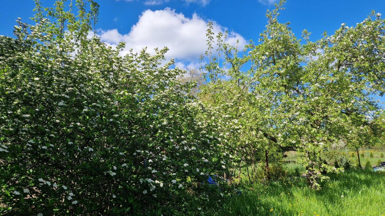 Działka rod Świdnica. Zdjęcie 3