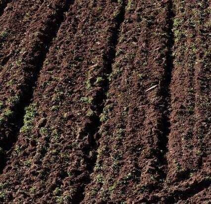 Działka rolna Dębiany. Zdjęcie 1