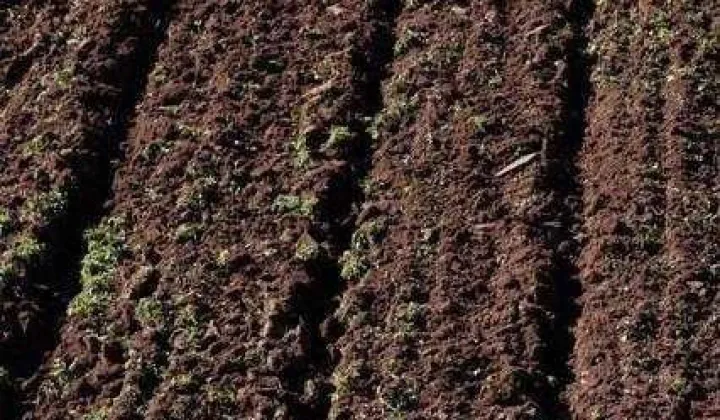 Działka rolna Dębiany